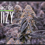 Stiiizy – California’s #1 Cannabis Brand by Volume – Canna Cribs