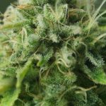Cannabis MSOs get date for oral arguments in federal marijuana law case