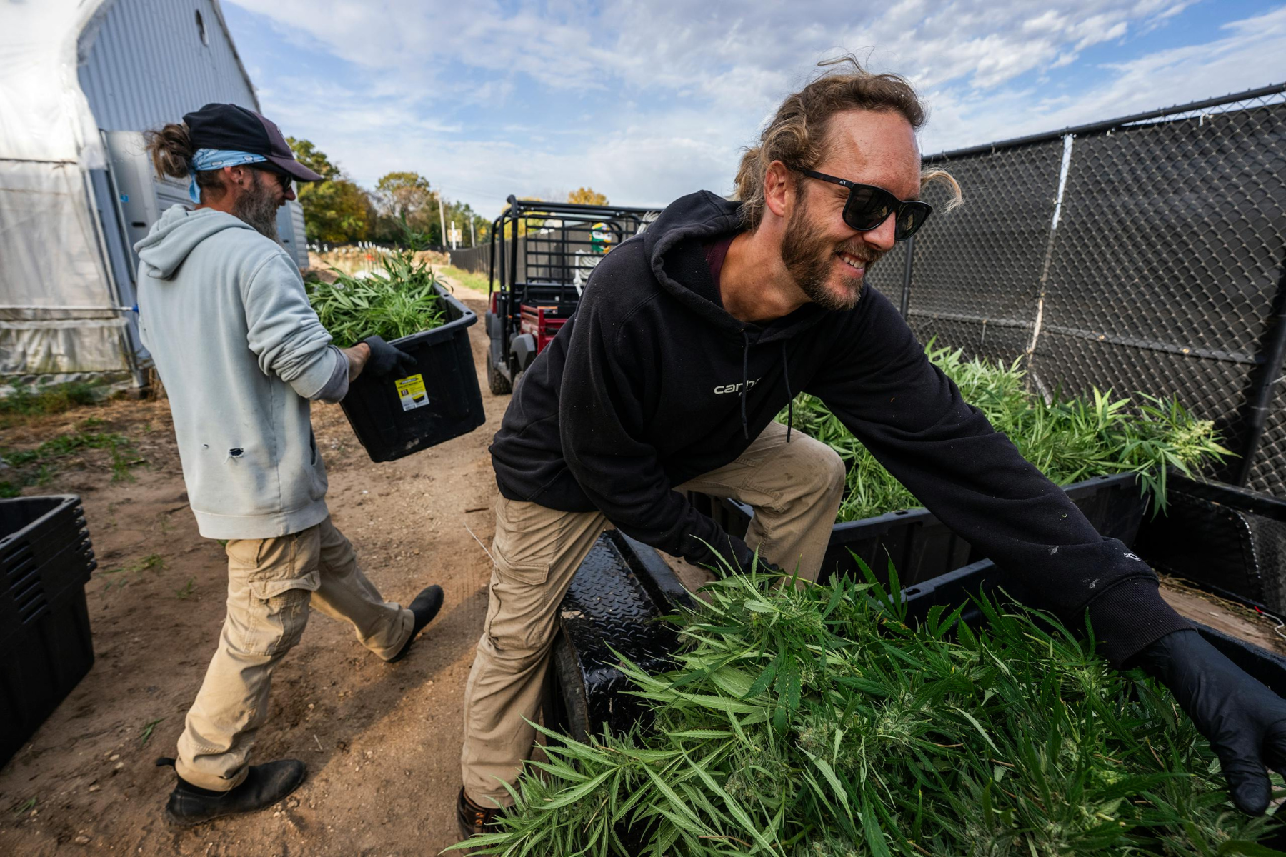 Inside one of Minnesota’s largest legal marijuana harvests