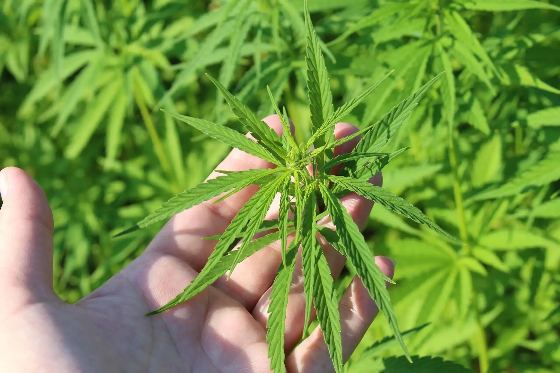 House Passes Farm Bill Including Hemp Provisions, But Without Delaying THC Product Ban Scheduled For This Year