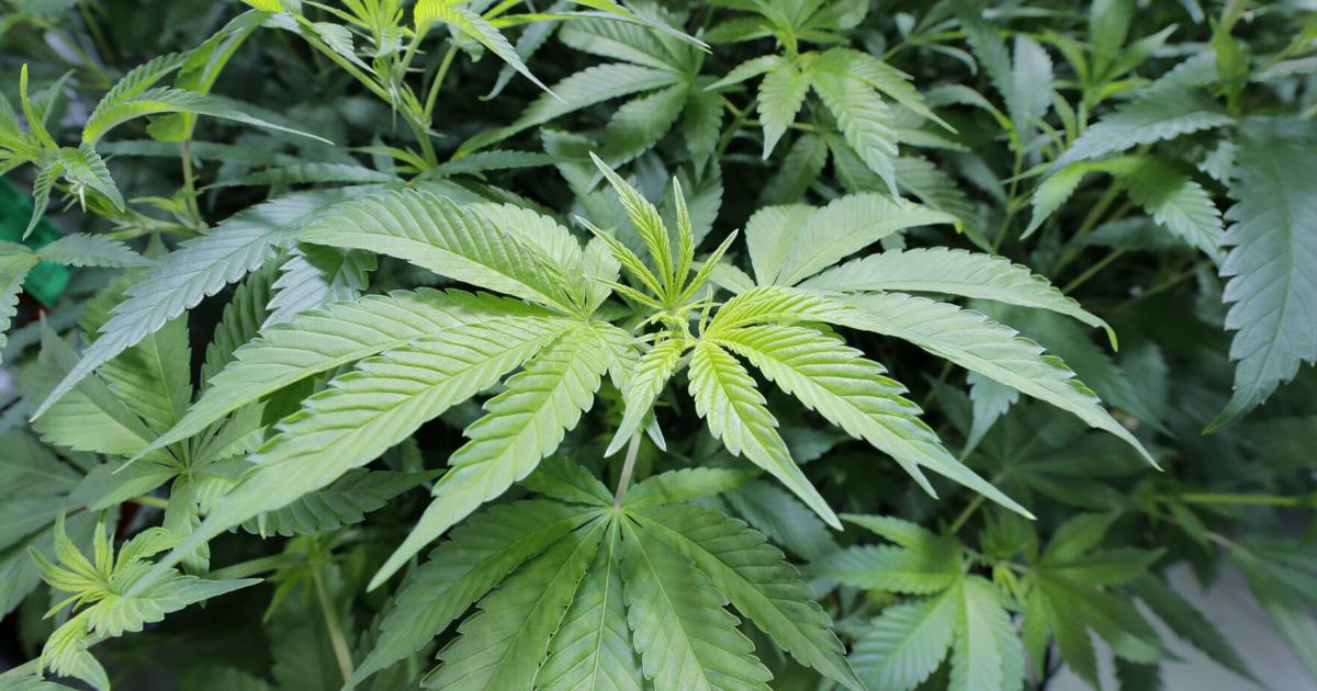 2 Gulf Coast cities getting their first dispensaries as medical marijuana expands in Alabama