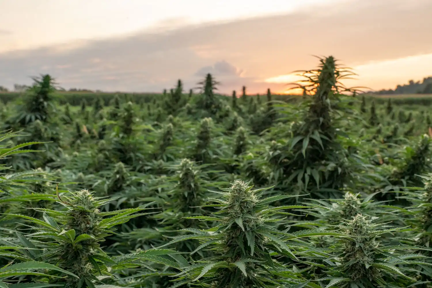 GOP Lawmaker Circulates Bill To Keep Hemp THC Drinks Federally Legal
