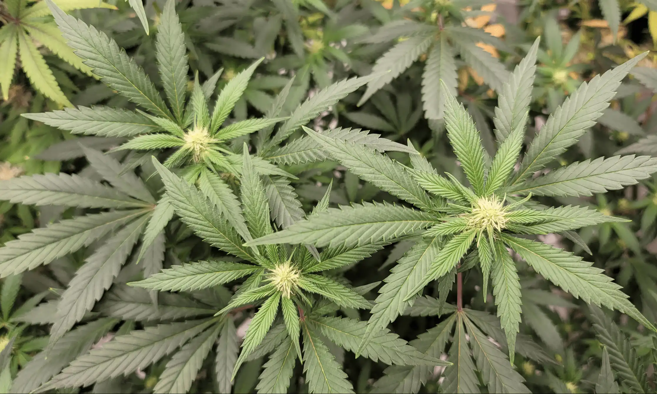 Massachusetts Anti-Marijuana Campaign Fires Signature Gatherer Amid Accusations Of Misleading Voters