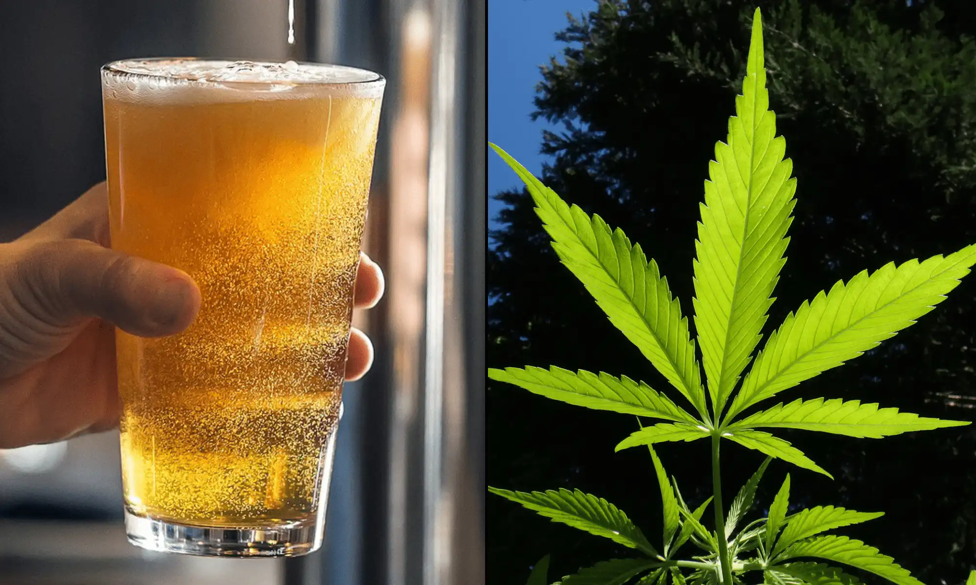 Major Restaurant Lobby Group Pushes Congress To Keep Hemp THC Drinks Legal As An Alternative To Alcohol
