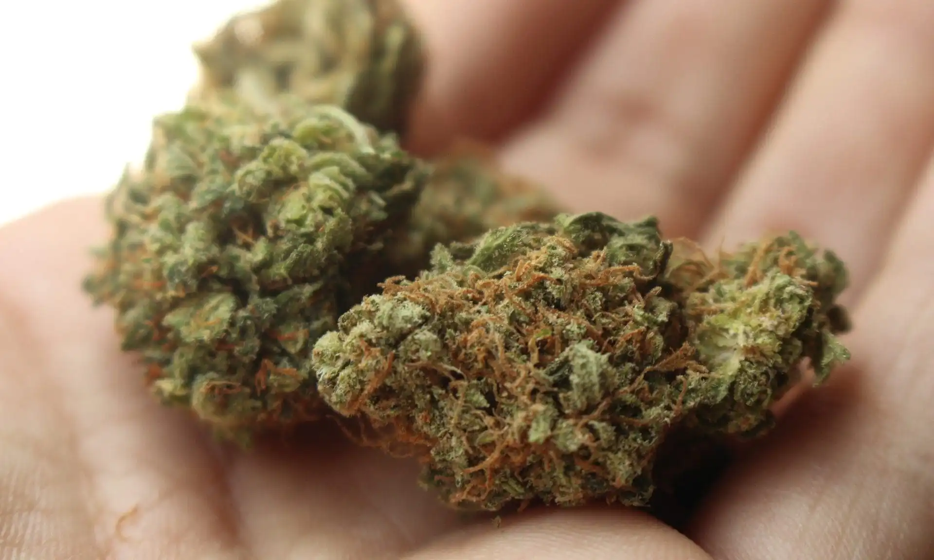 Anti-Marijuana Ballot Campaigns In Maine And Massachusetts Accused Of 'Fraudulent' And 'Misleading' Petitioning Tactics