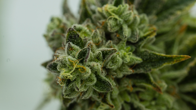 THC in space? UH target of ‘fake news’ on social media | University of Hawaiʻi System News