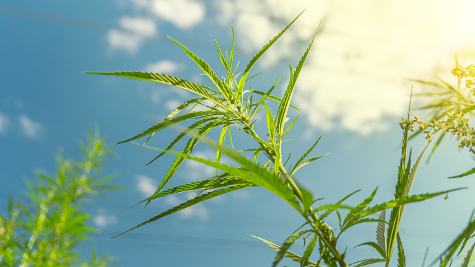 A Temporary Reprieve for Hemp-THC Products… But what now?