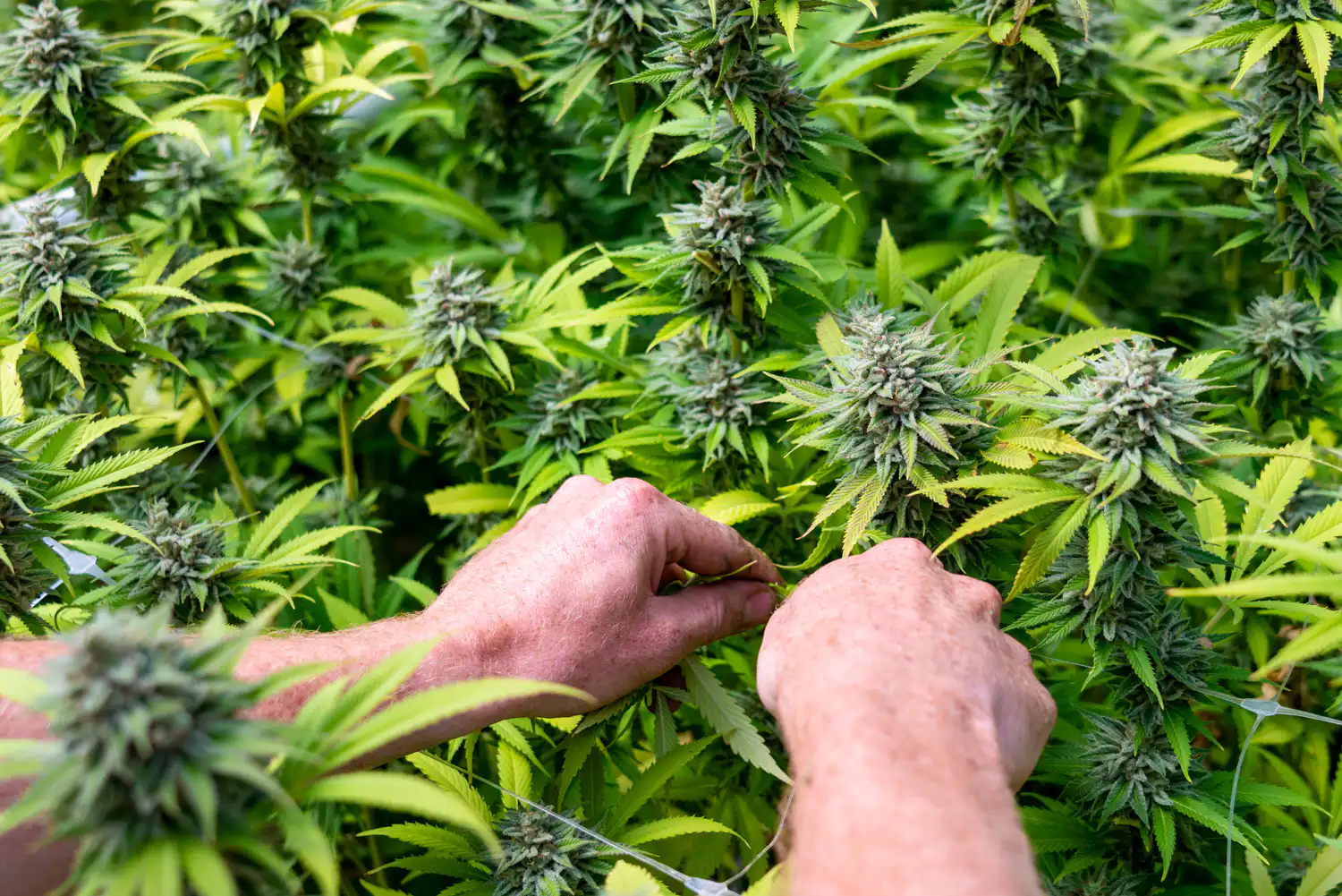 Bipartisan Lawmakers Turn Focus To Regulating Hemp THC Products Now That A Federal Ban Is Being Delayed