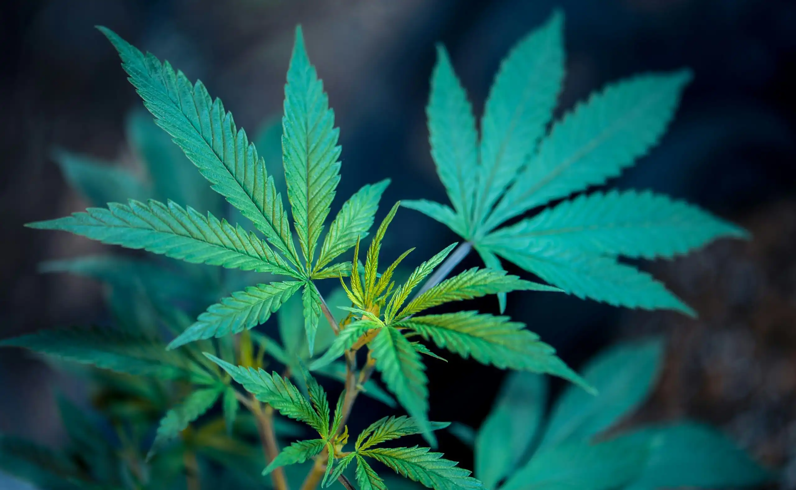 New Hampshire Should Legalize Marijuana And Stop Sending Money To Neighboring States, Democrat Running For Governor Says