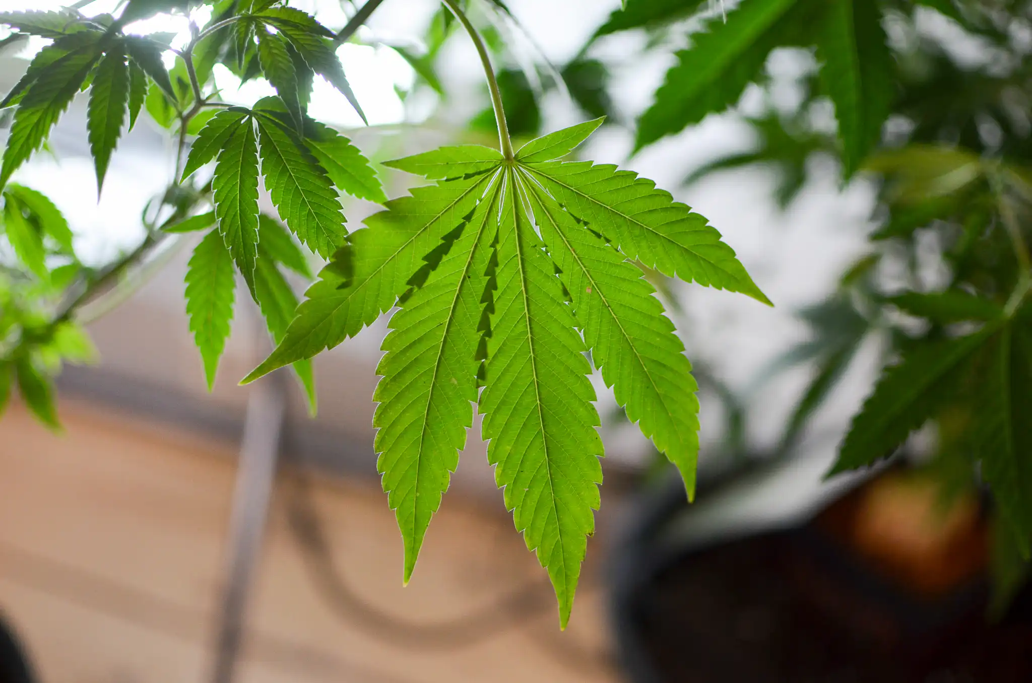 New Hampshire Should Keep Marijuana Illegal Even As Neighboring States Generate Tax Revenue From It, GOP Governor Says