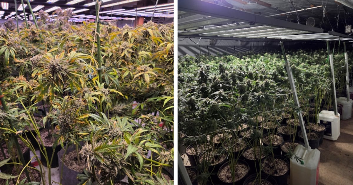 More than $4.6M in illegal cannabis seized in Haldimand County
