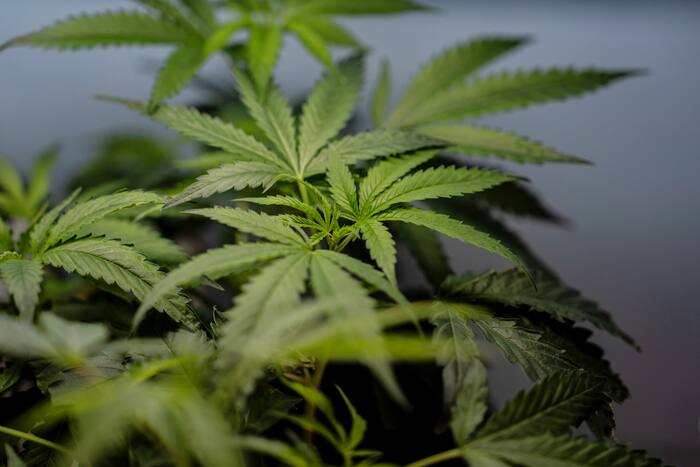 DEA approvals could bring big tax benefits for medical marijuana businesses
