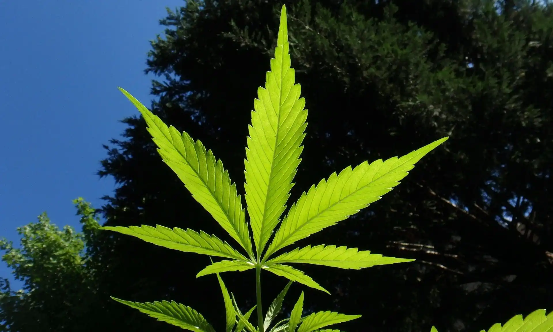 North Carolinians Support Legalizing Marijuana, Including Majorities Of Republicans And Democrats, Poll Shows