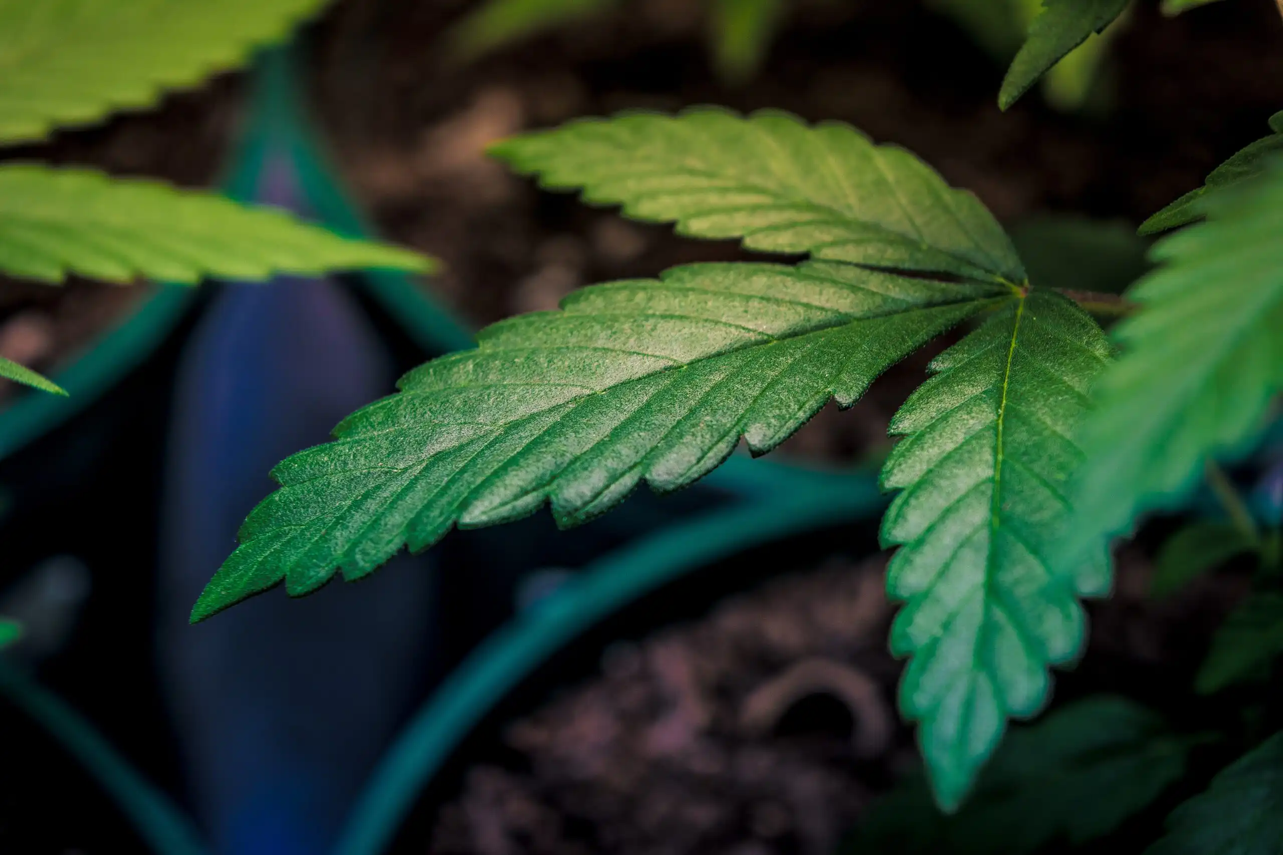 Boston Mayor Opposes Massachusetts Ballot Measure To Roll Back Marijuana Legalization